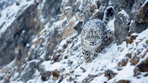 Himalayan snow leopard close up