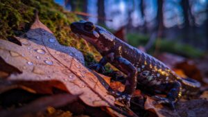 Jefferson Salamander