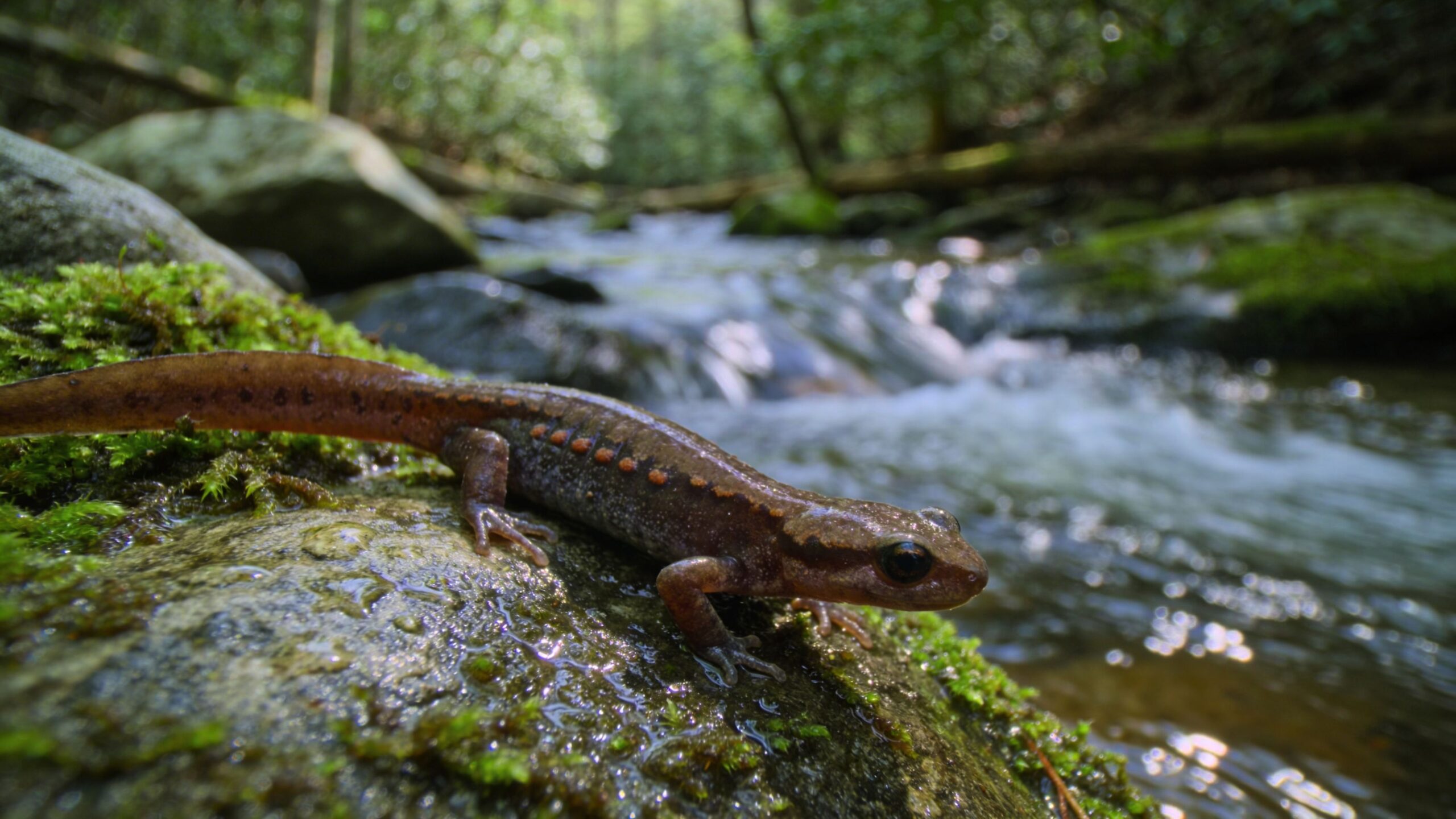 Northern Dusky Salamander 2