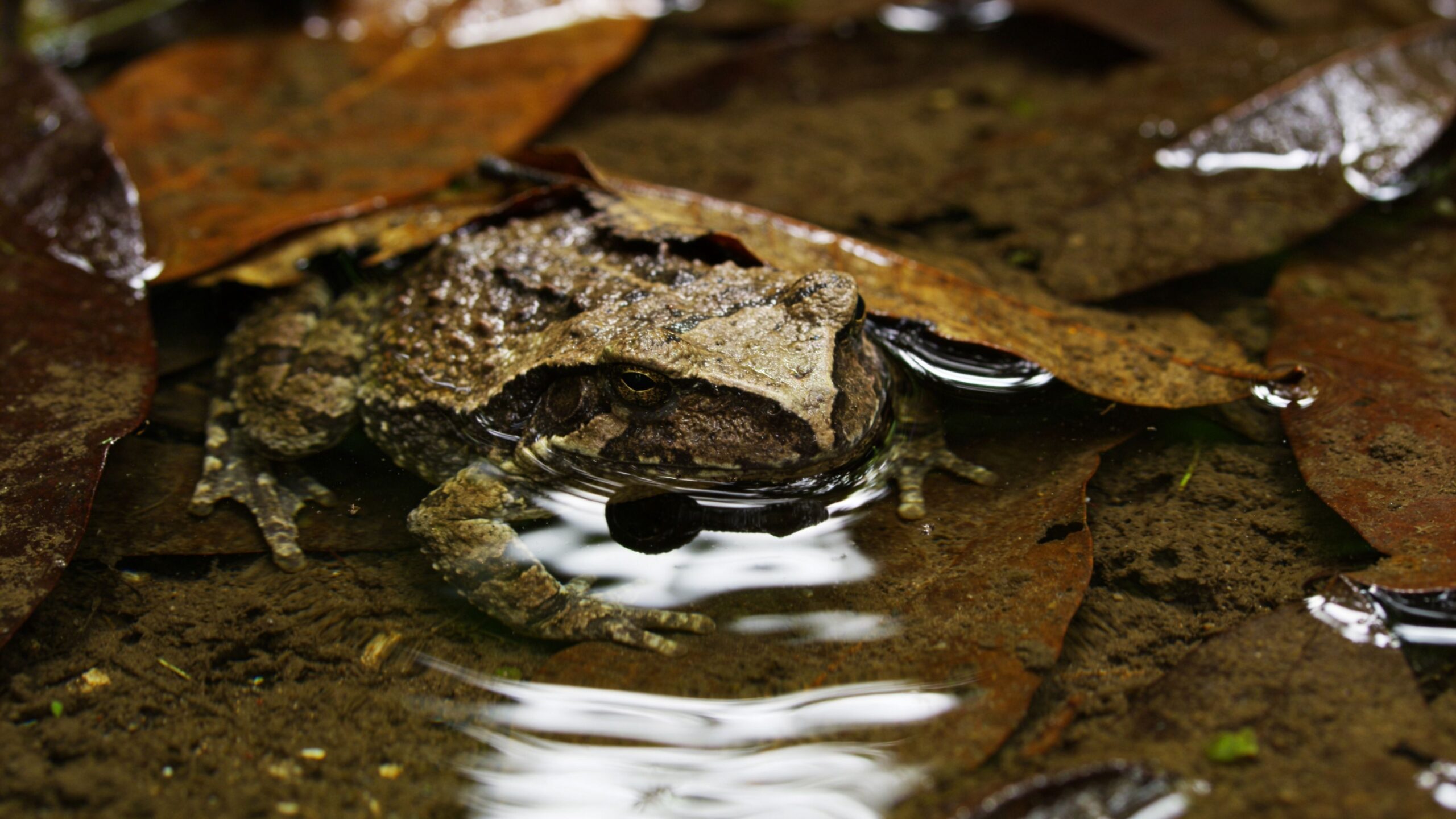 Surinam Toad