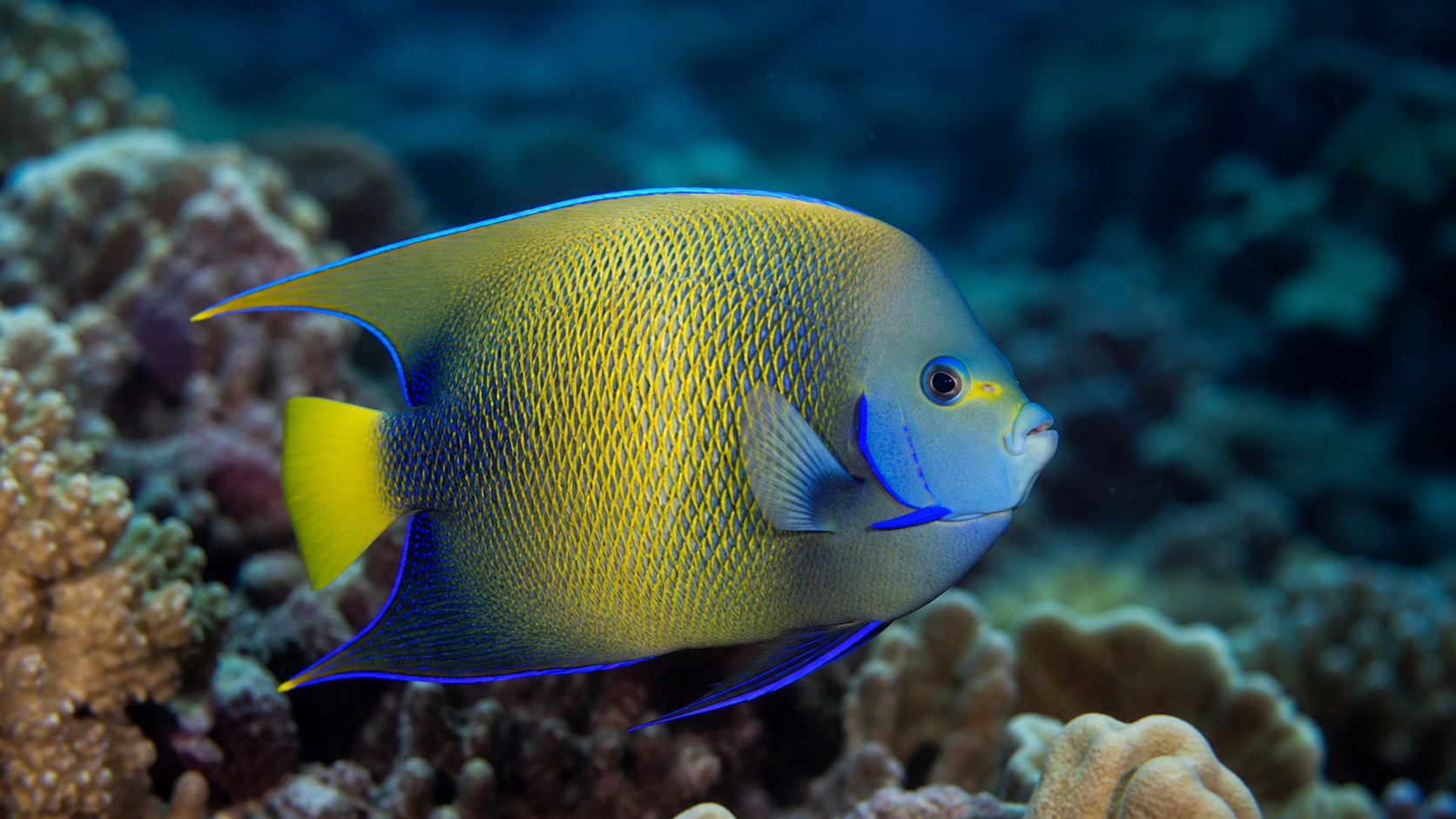 Angelfish swimming in softly lit natural aquatic water