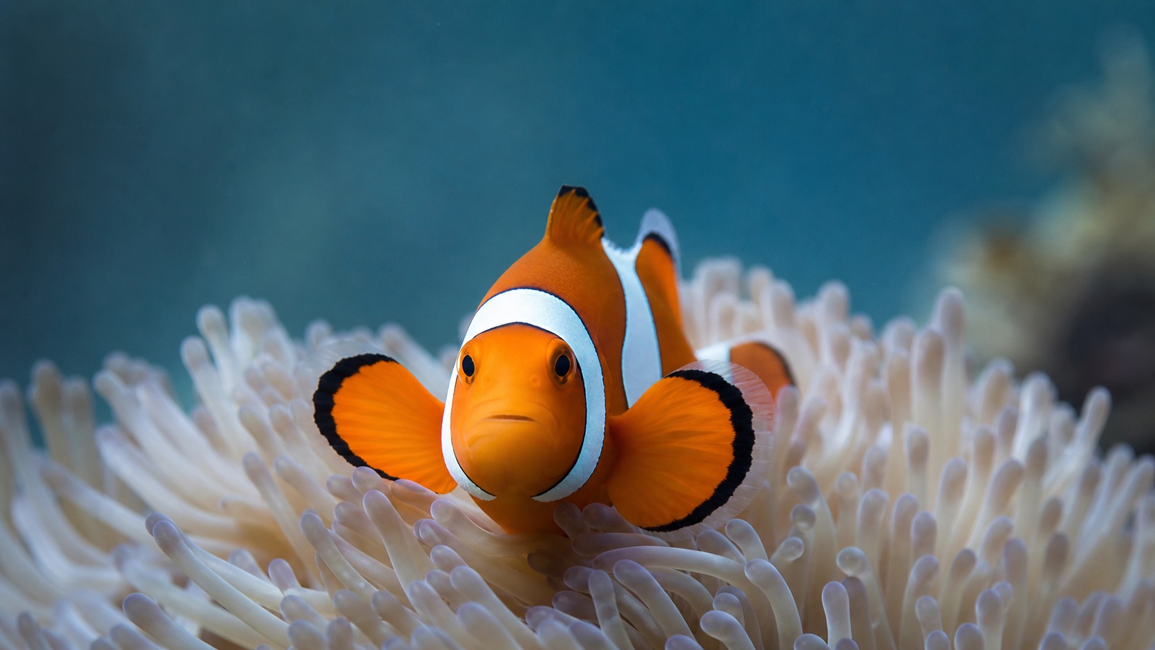 Clownfish swimming in softly lit natural aquatic water