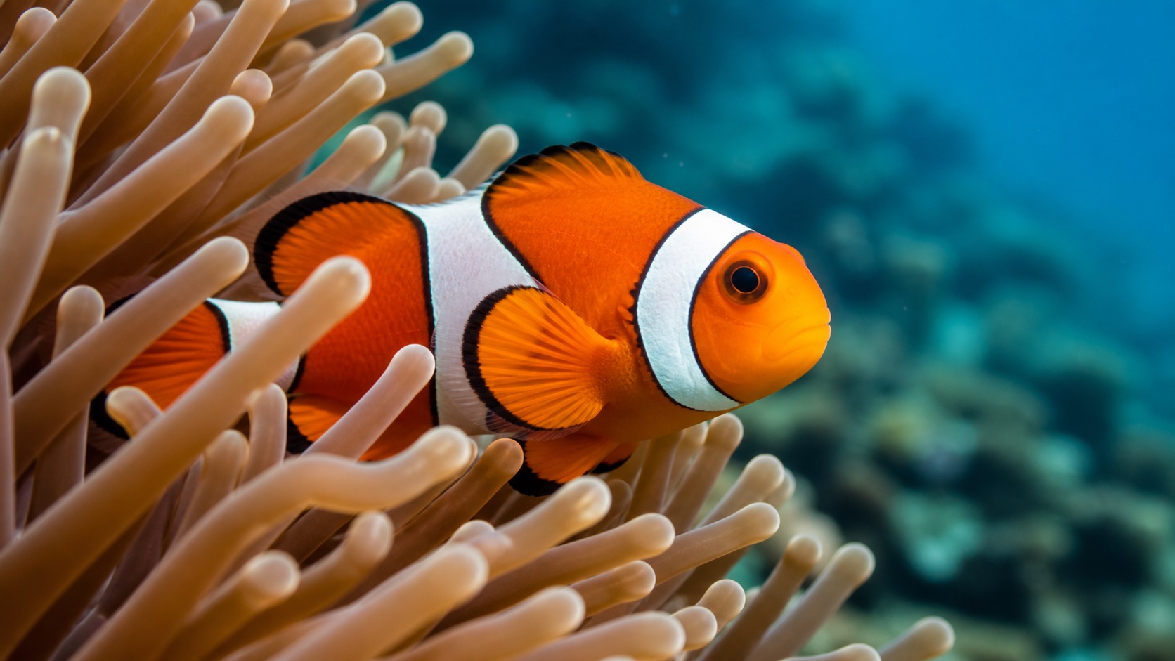 Clownfish swimming in softly lit natural aquatic water