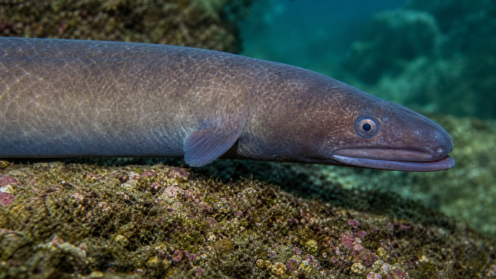 Conger Eel swimming in softly lit natural aquatic water