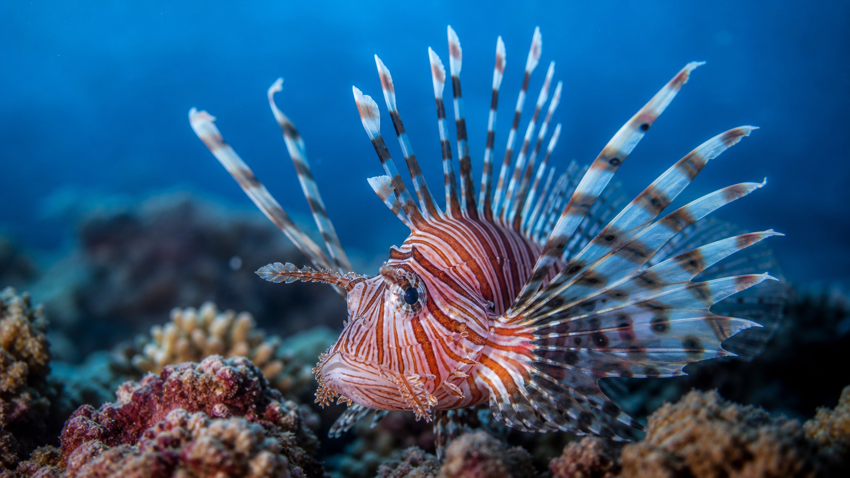 Lionfish swimming in softly lit natural aquatic water