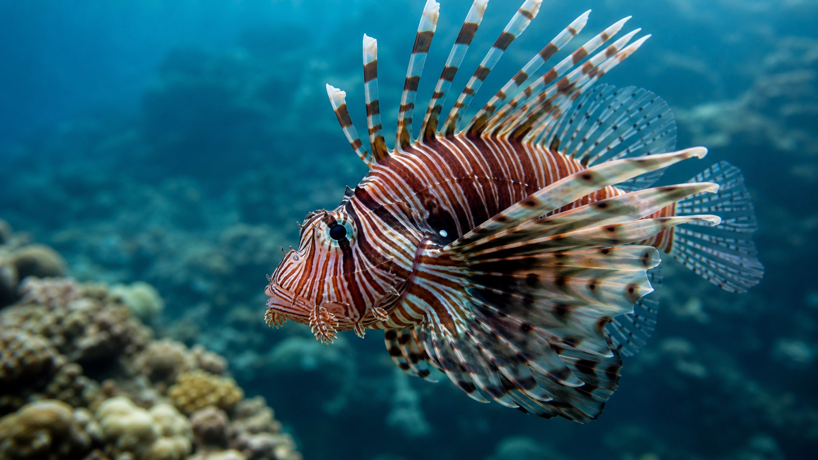 Lionfish swimming in softly lit natural aquatic water