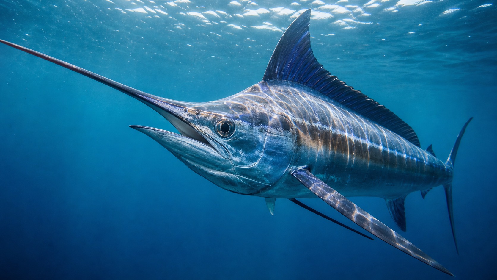 Marlin swimming in softly lit natural aquatic water