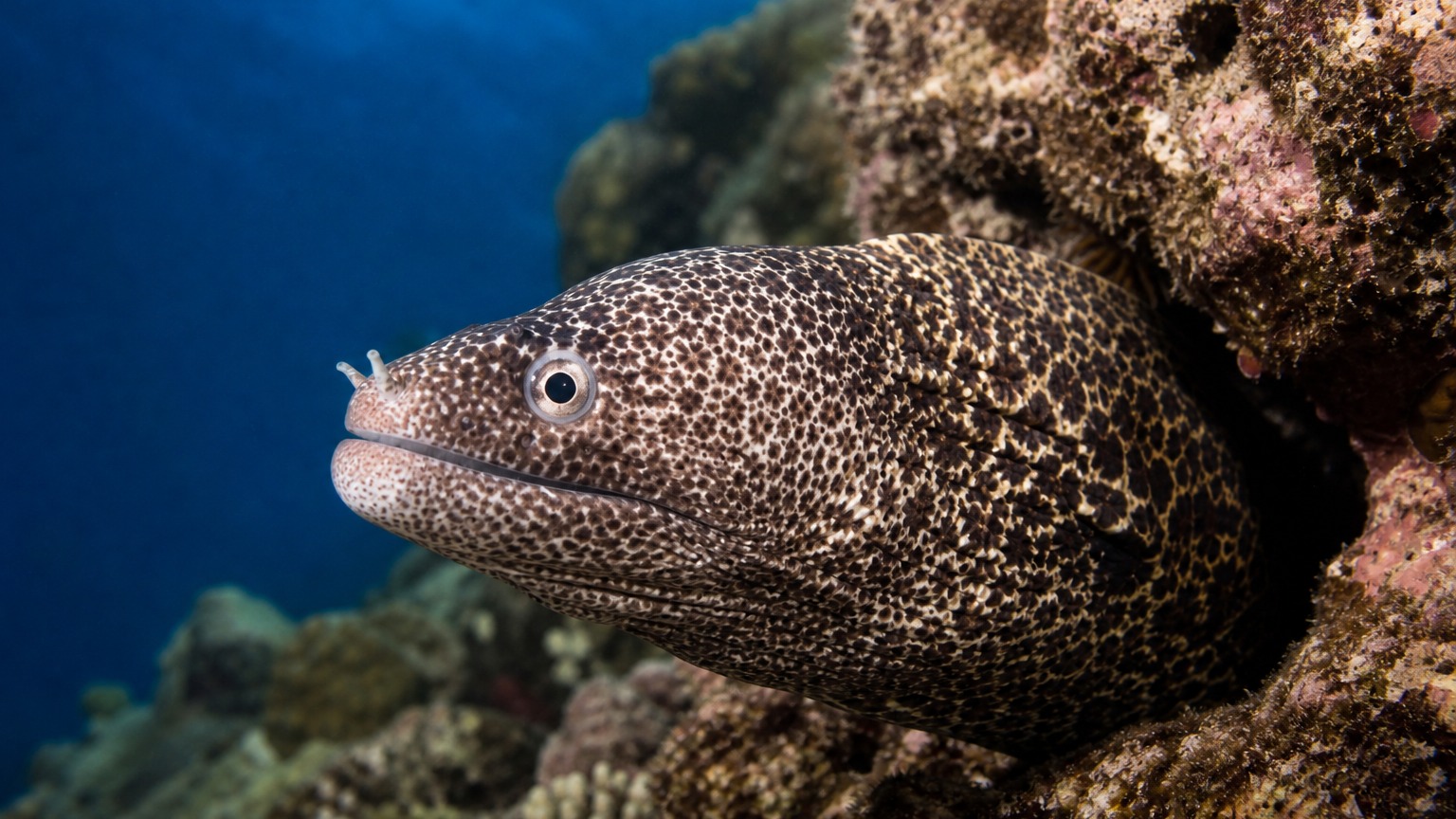 Moray Eel swimming in softly lit natural aquatic water