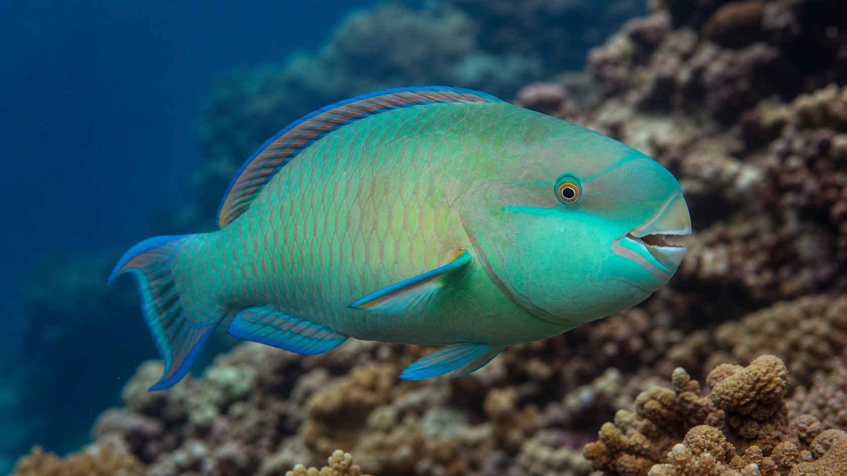 Parrotfish swimming in softly lit natural aquatic water