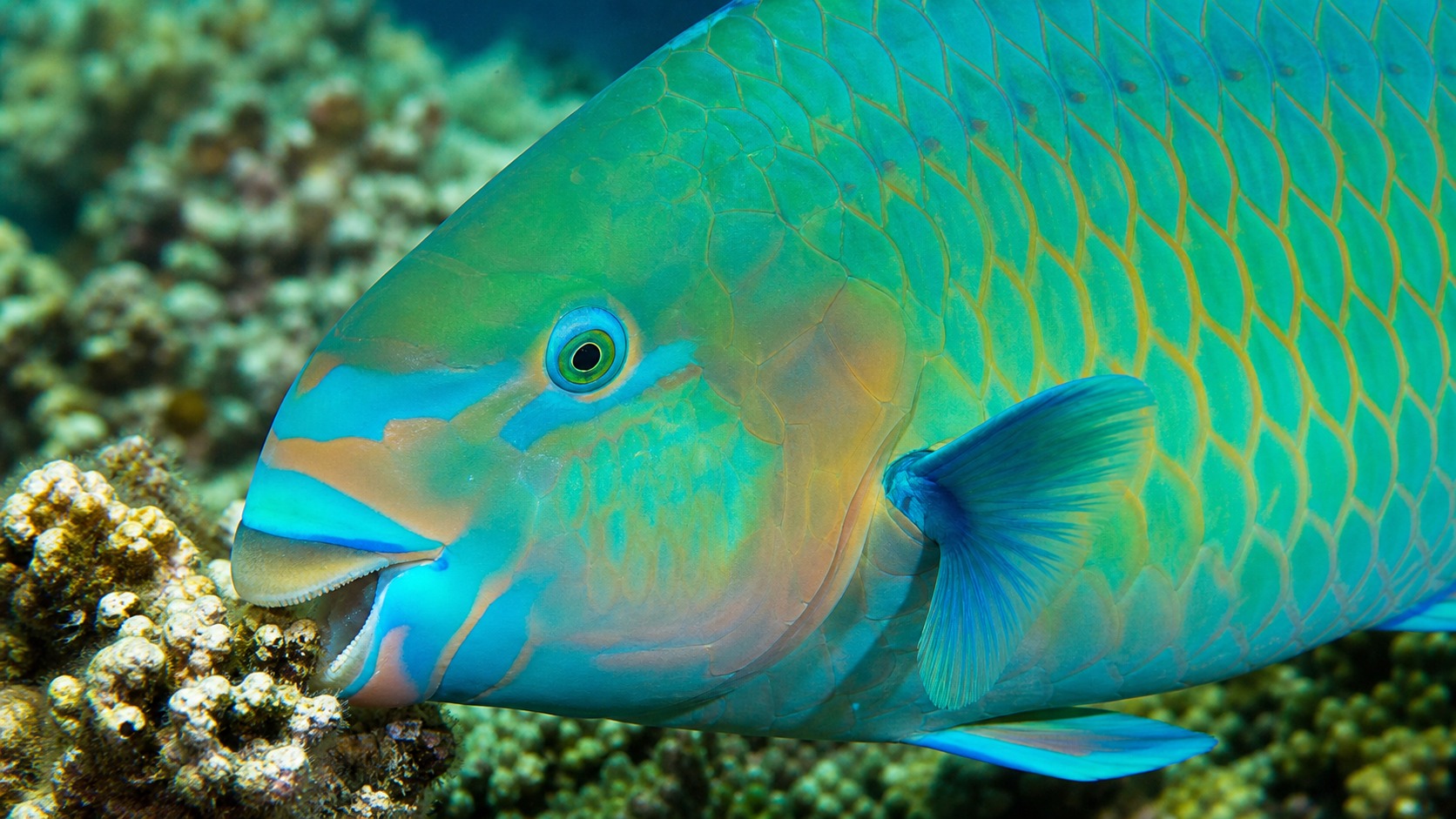 Parrotfish swimming in softly lit natural aquatic water