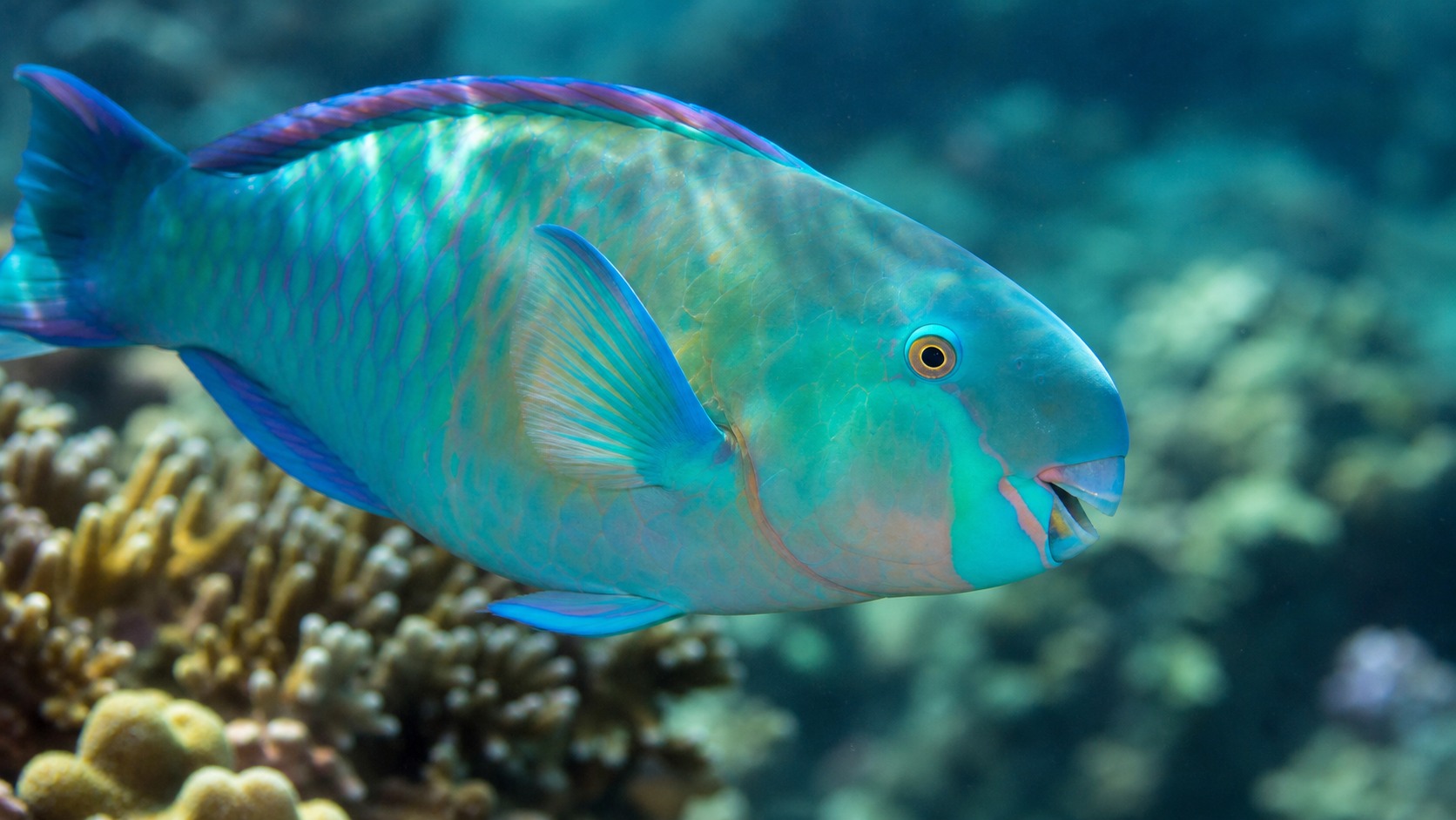 Parrotfish swimming in softly lit natural aquatic water