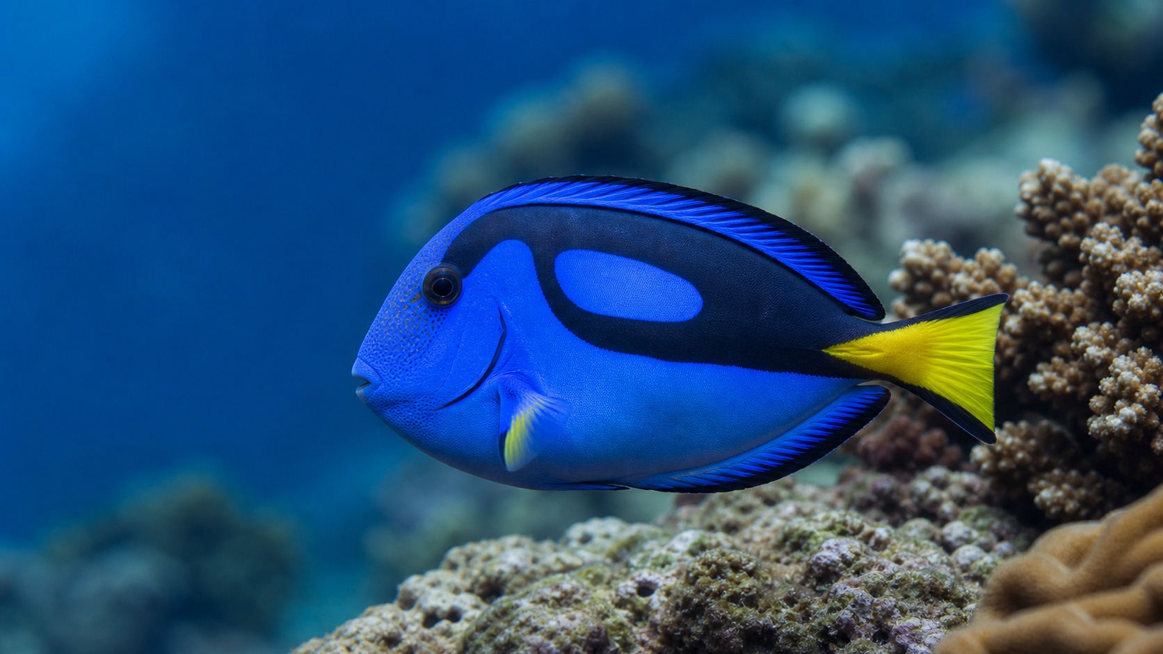 Tangs (Surgeonfish) swimming in softly lit natural aquatic water
