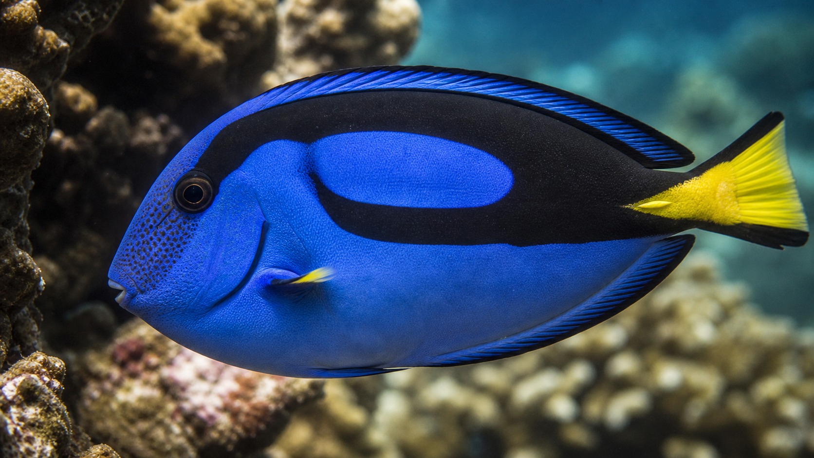 Tangs (Surgeonfish) swimming in softly lit natural aquatic water
