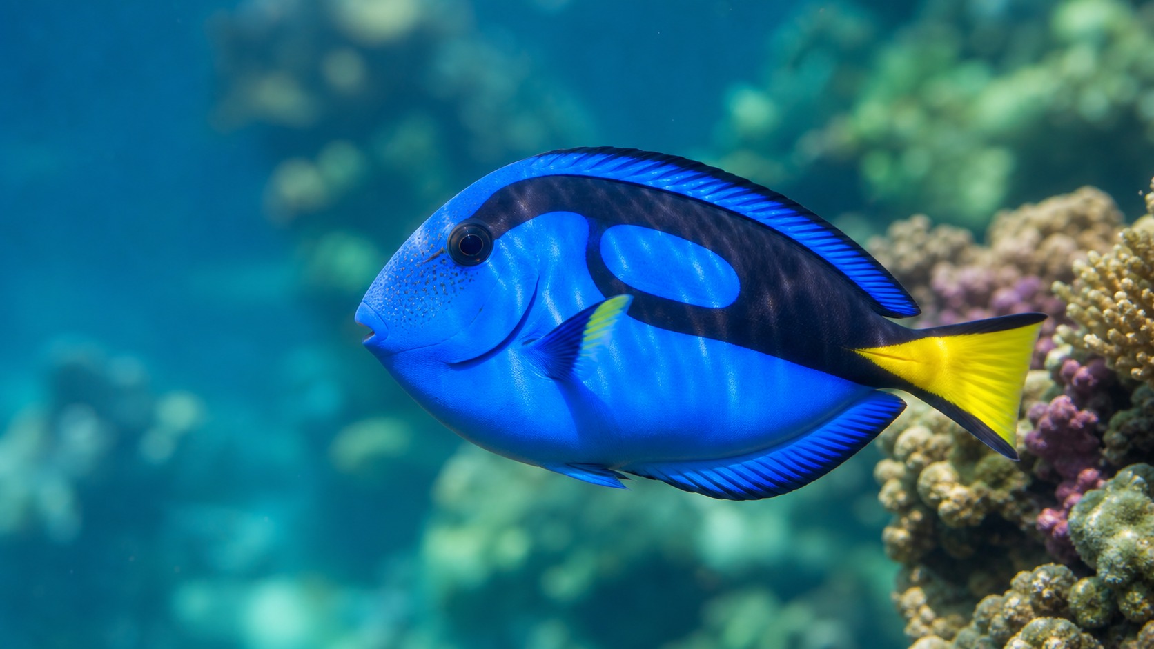 Tangs (Surgeonfish) swimming in softly lit natural aquatic water