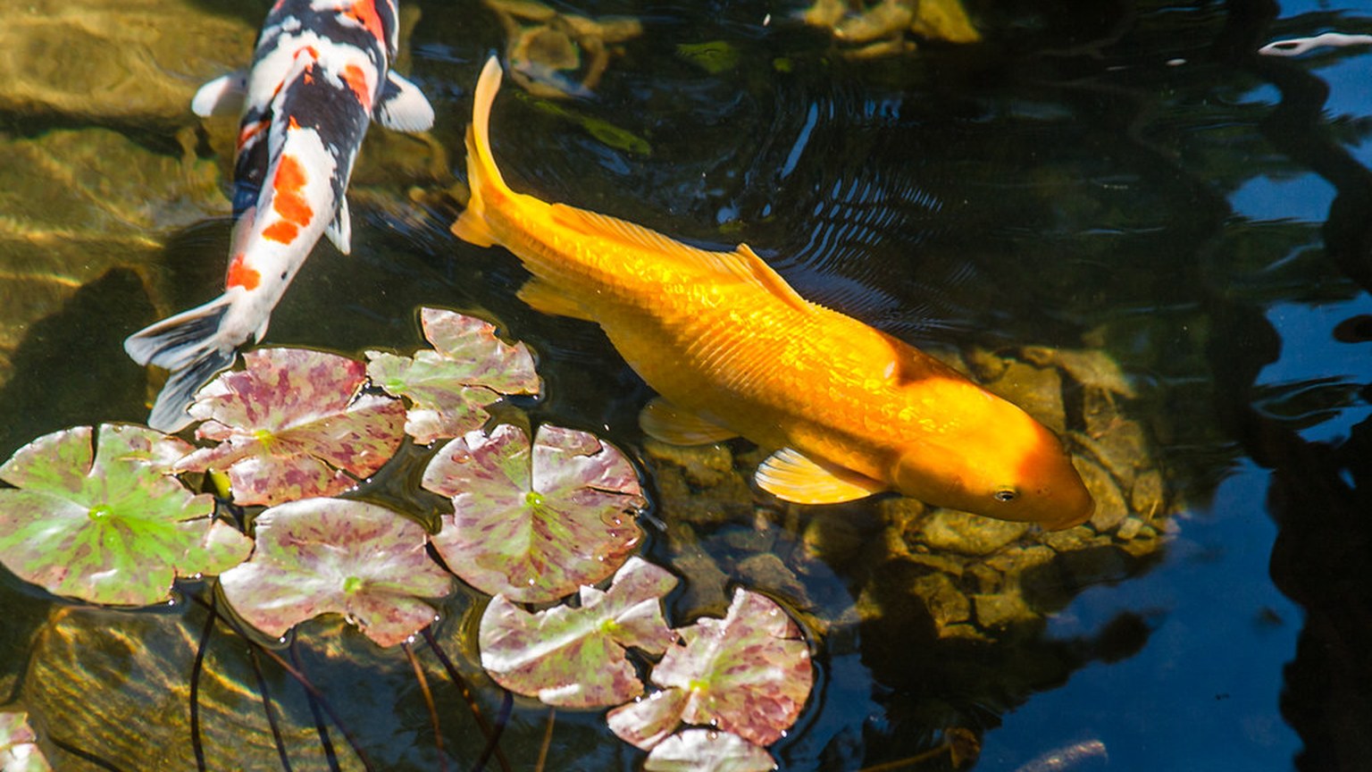 Aquarium and Ornamental Fish shown in a natural aquatic setting for Animal Streets