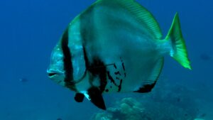 Batfish shown in a natural aquatic setting for Animal Streets