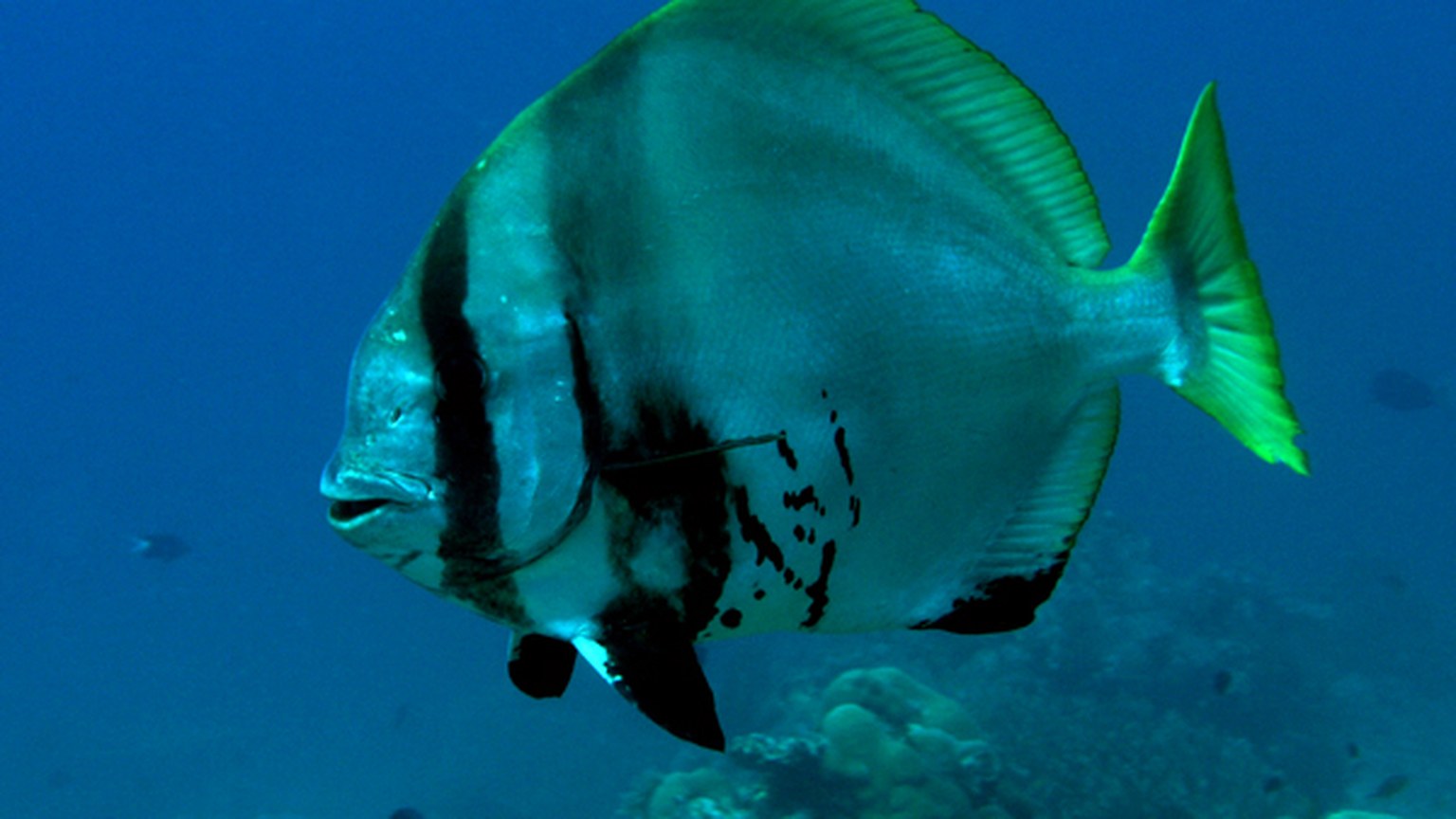 Batfish shown in a natural aquatic setting for Animal Streets