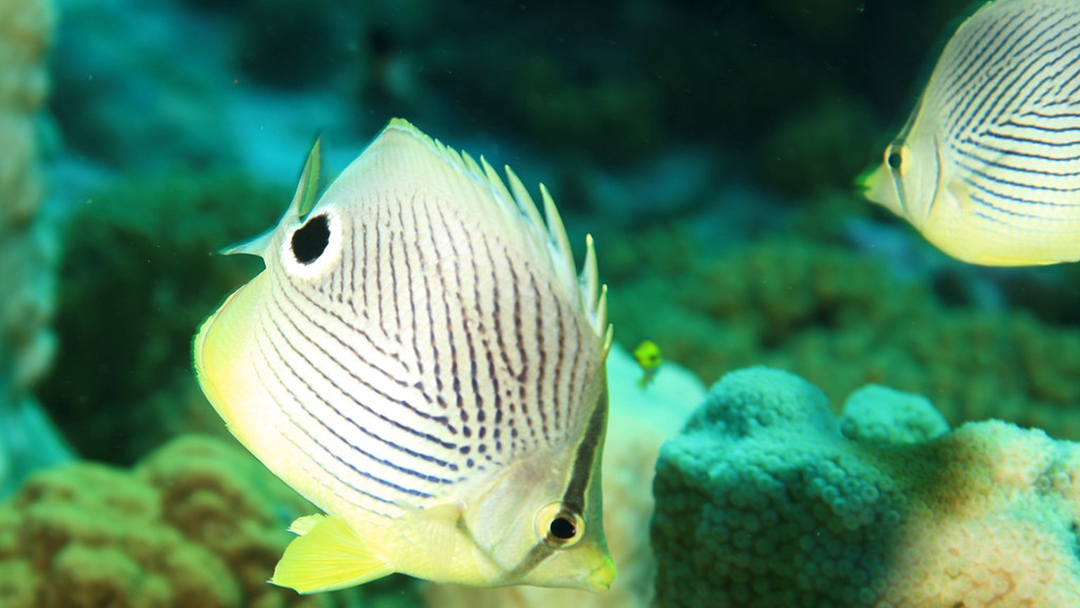 Butterflyfish shown in a natural aquatic setting for Animal Streets