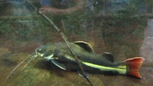 Corydoras Catfish shown in a natural aquatic setting for Animal Streets