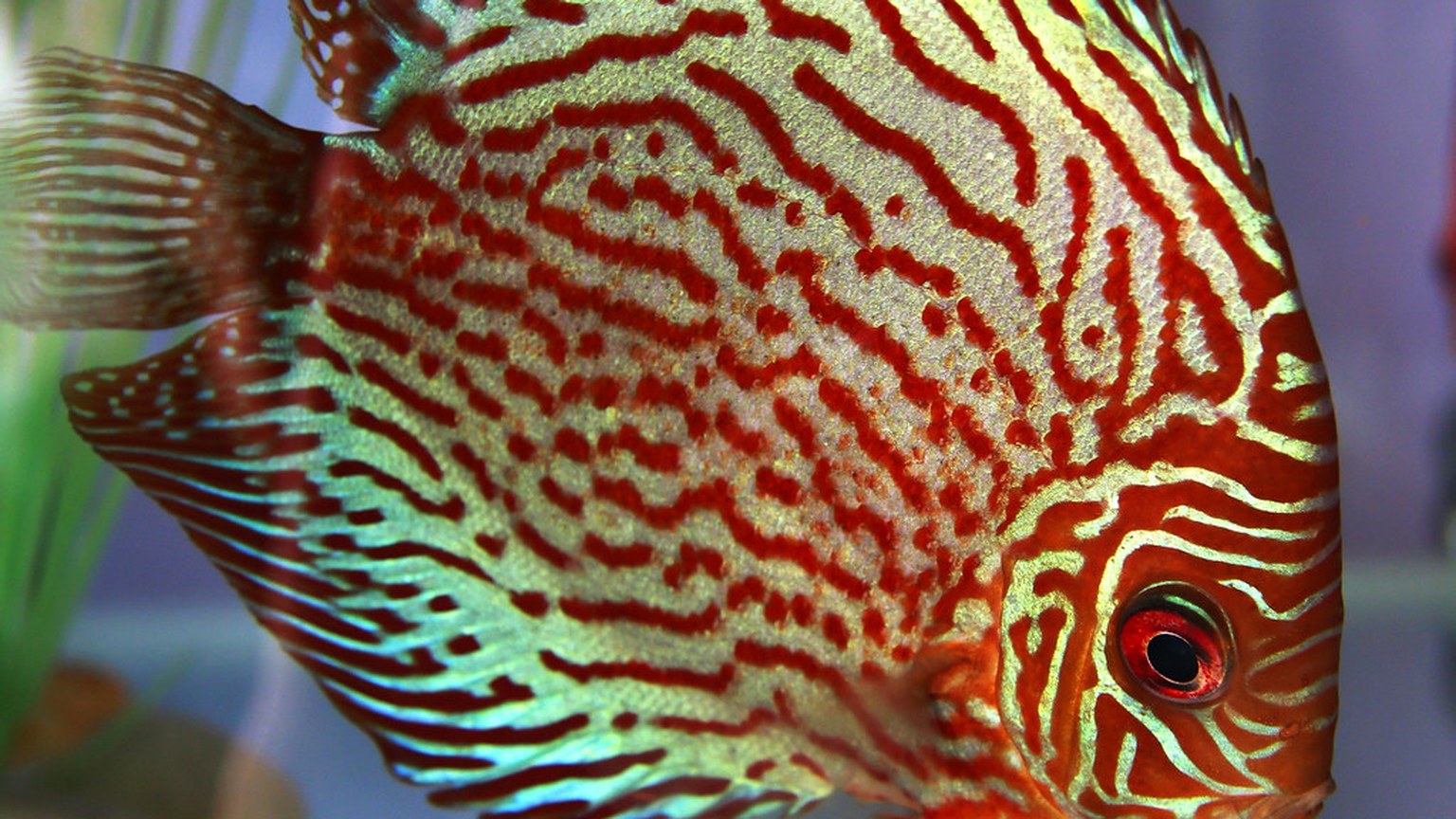 Discus shown in a natural aquatic setting for Animal Streets