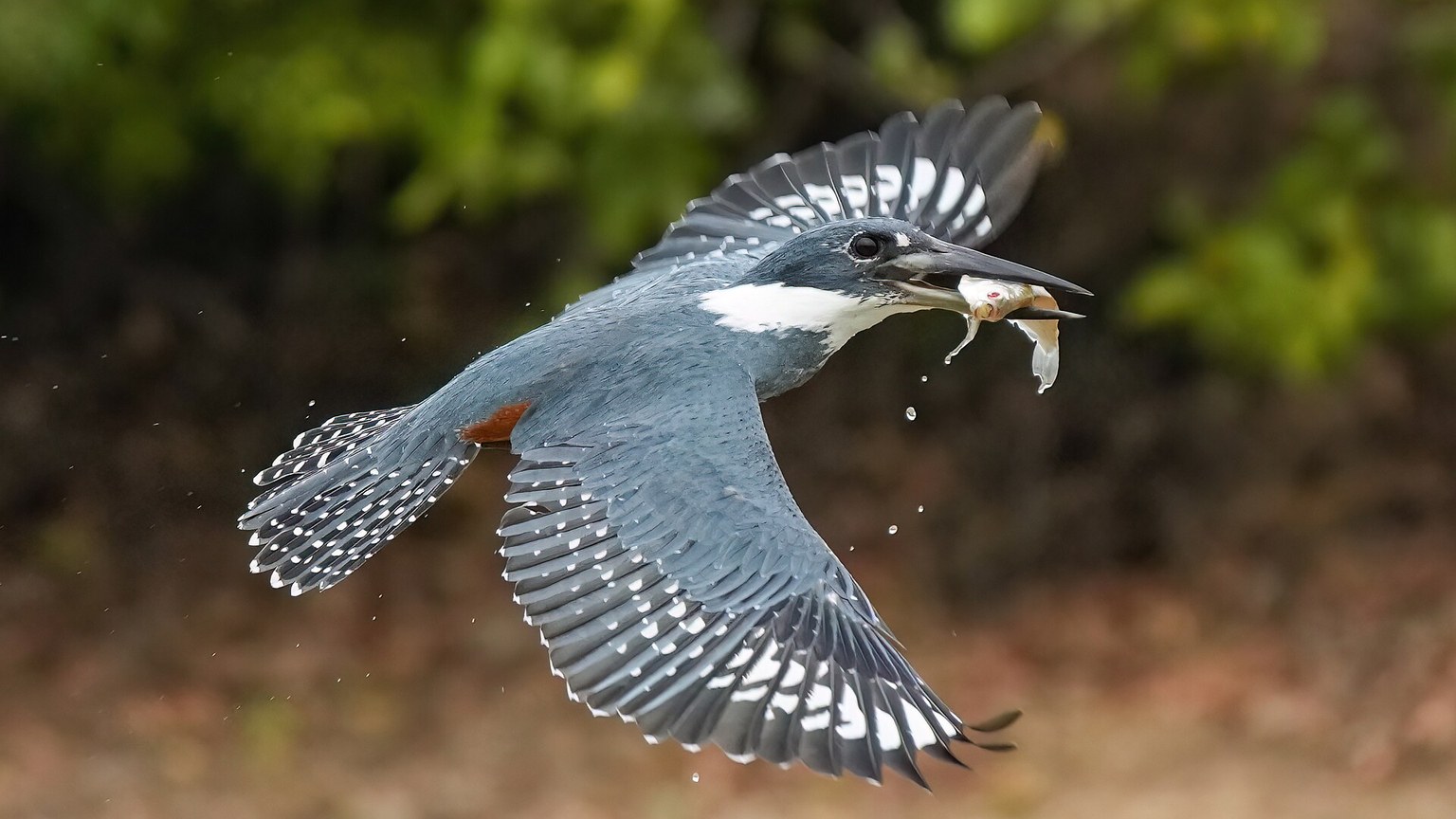 Flying Fish shown in a natural aquatic setting for Animal Streets