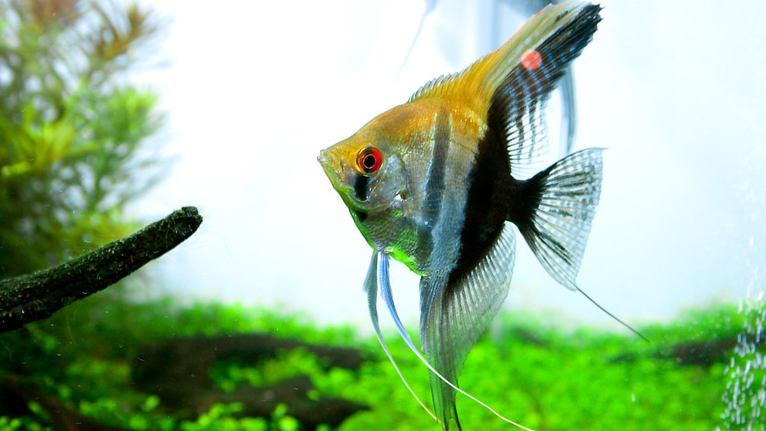 Freshwater Angelfish shown in a natural aquatic setting for Animal Streets