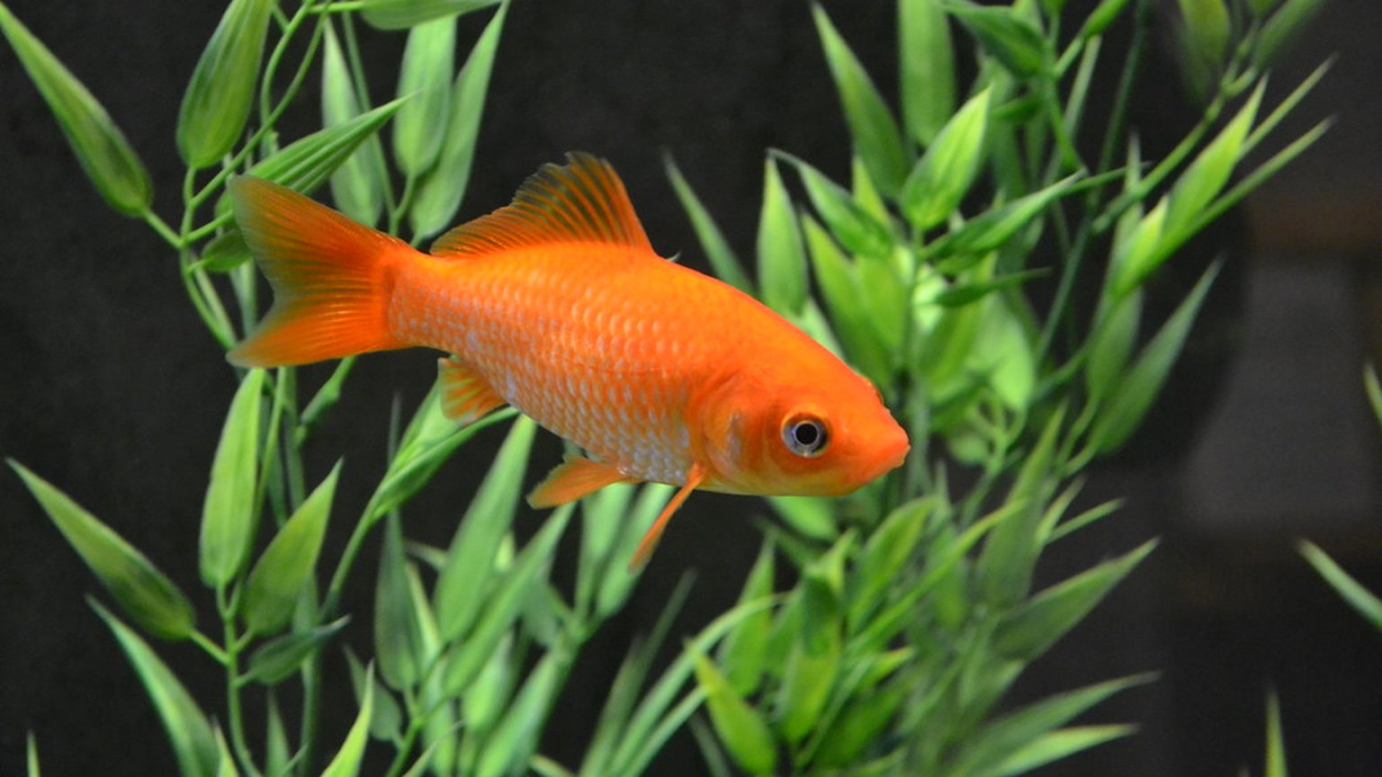 Goldfish shown in a natural aquatic setting for Animal Streets