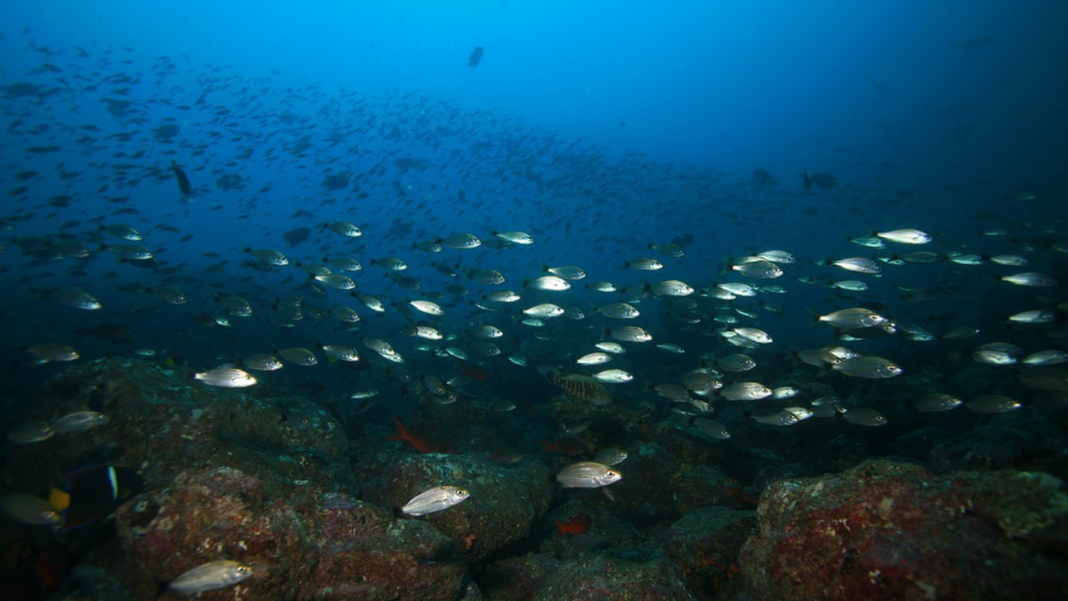 Grunt shown in a natural aquatic setting for Animal Streets