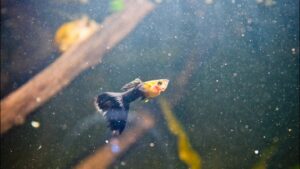Guppy shown in a natural aquatic setting for Animal Streets