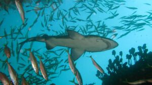 Jack shown in a natural aquatic setting for Animal Streets