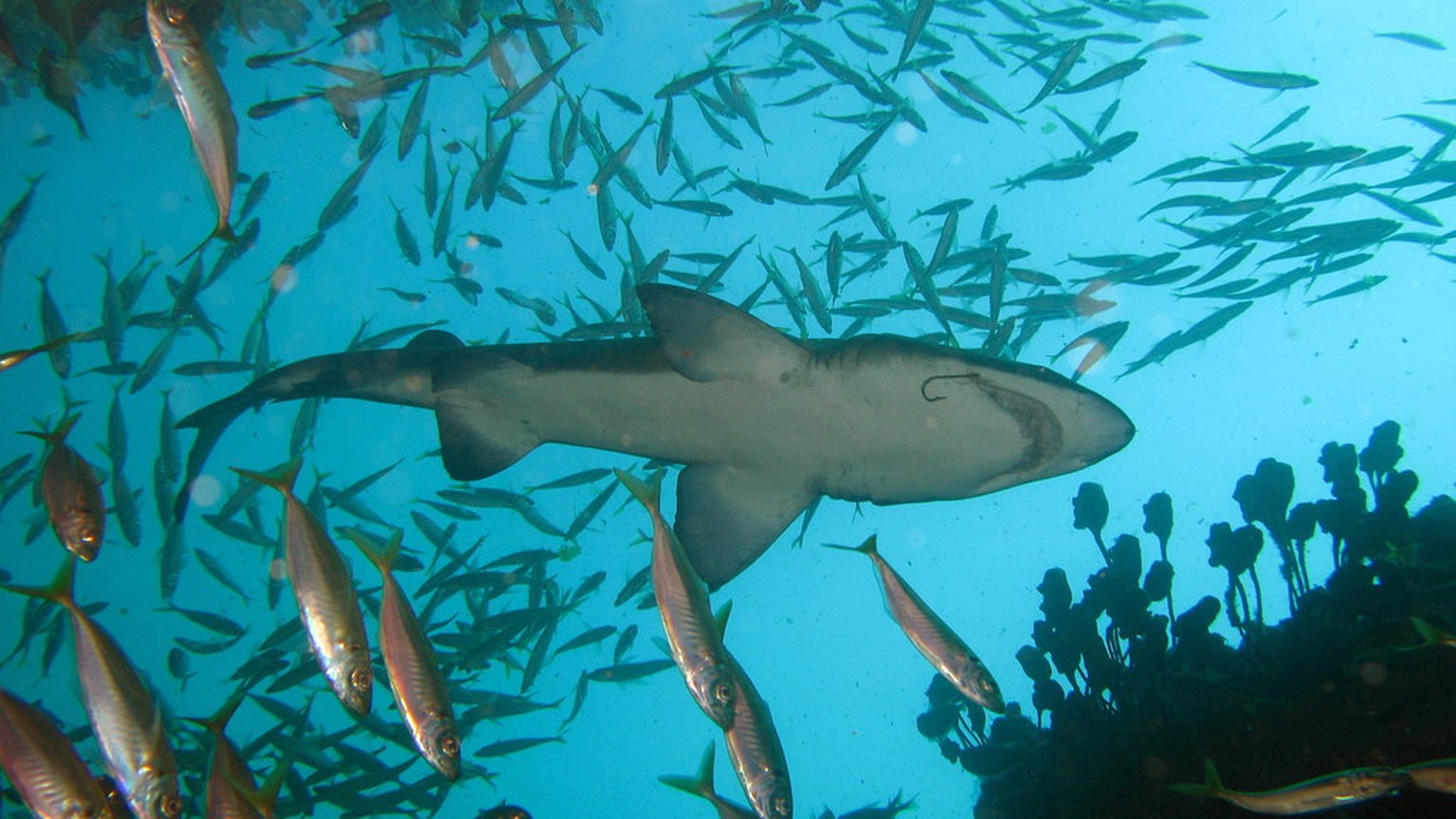 Jack shown in a natural aquatic setting for Animal Streets