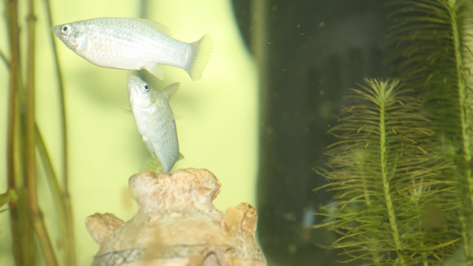 Mollies shown in a natural aquatic setting for Animal Streets