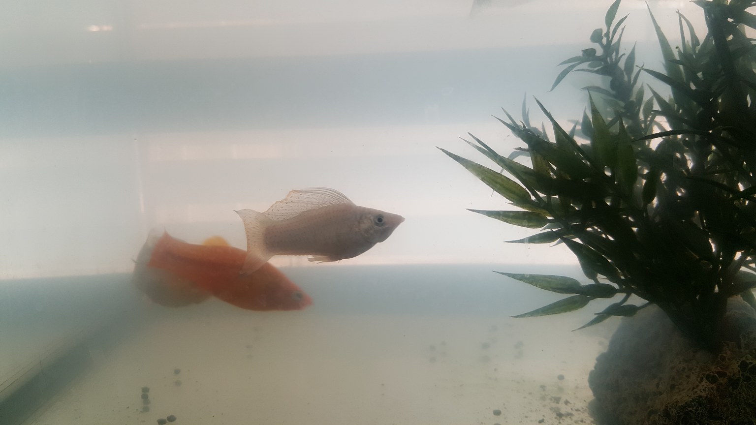 Mollies shown in a natural aquatic setting for Animal Streets