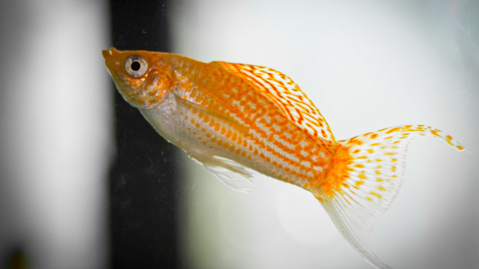Mollies shown in a natural aquatic setting for Animal Streets
