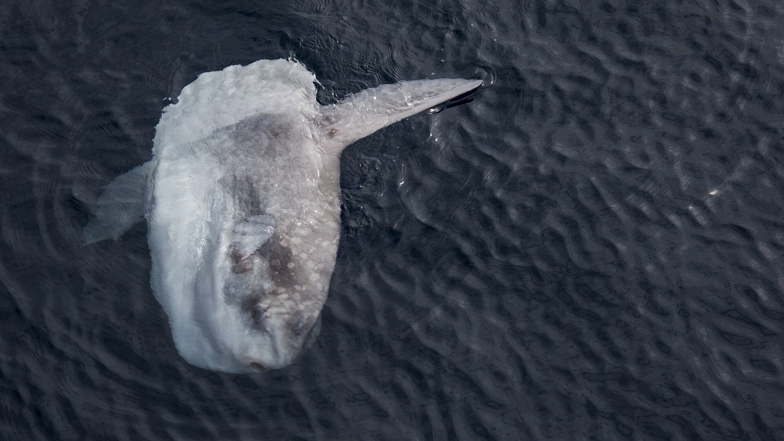 Ocean Sunfish shown in a natural aquatic setting for Animal Streets