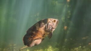 Oscar Fish shown in a natural aquatic setting for Animal Streets