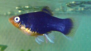 Platies shown in a natural aquatic setting for Animal Streets