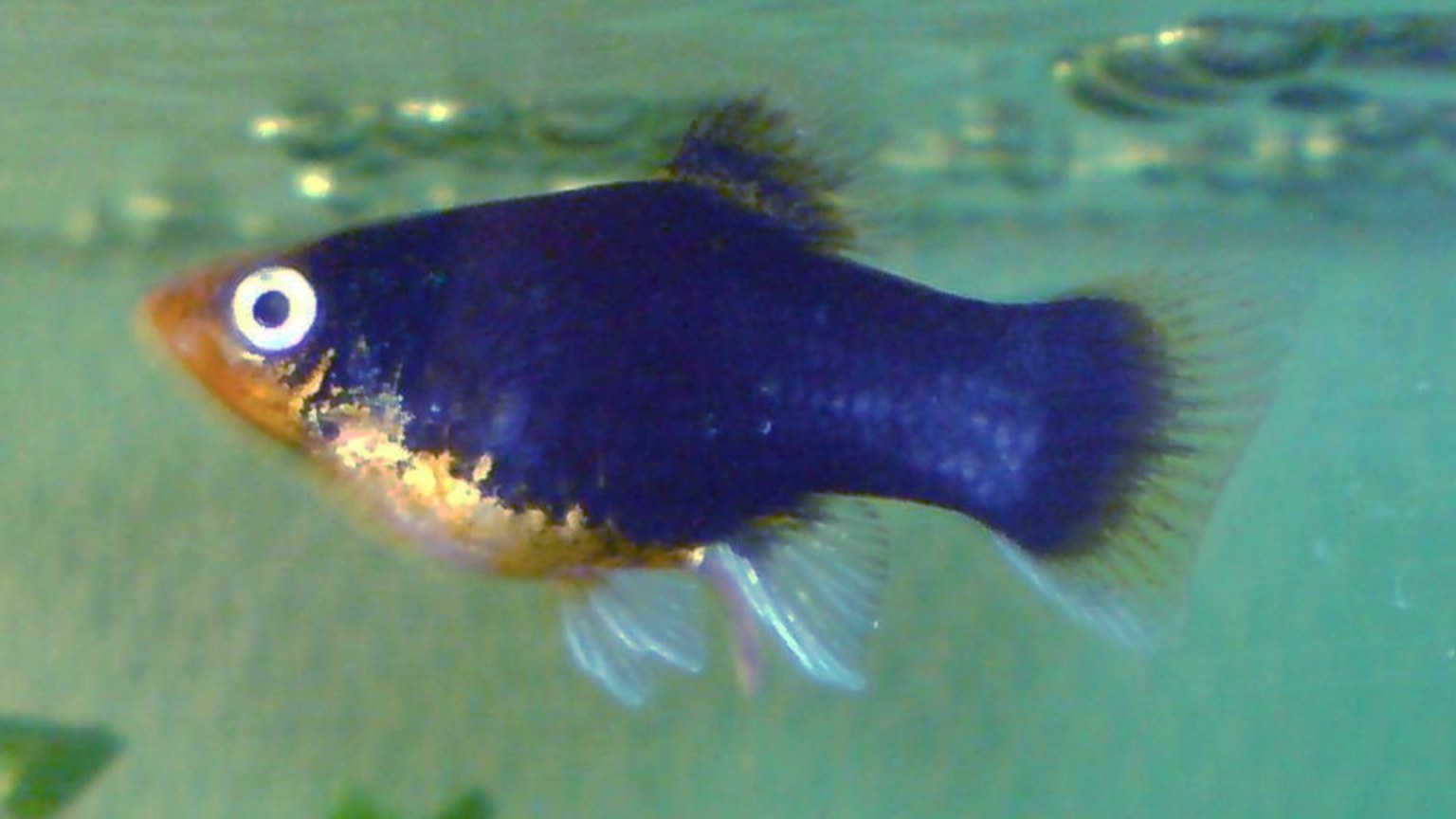 Platies shown in a natural aquatic setting for Animal Streets