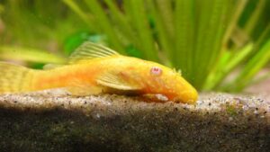 Plecostomus shown in a natural aquatic setting for Animal Streets