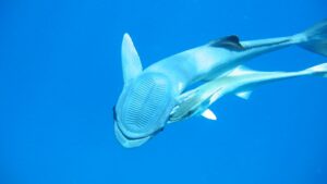 Remora shown in a natural aquatic setting for Animal Streets