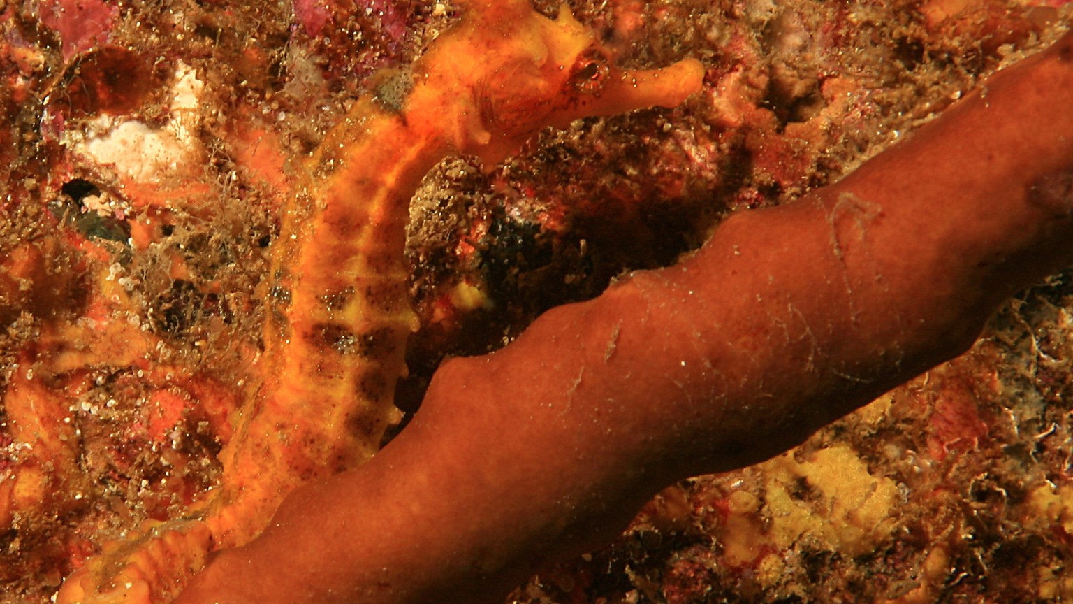 Seahorse shown in a natural aquatic setting for Animal Streets