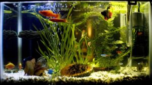 Swordtails shown in a natural aquatic setting for Animal Streets