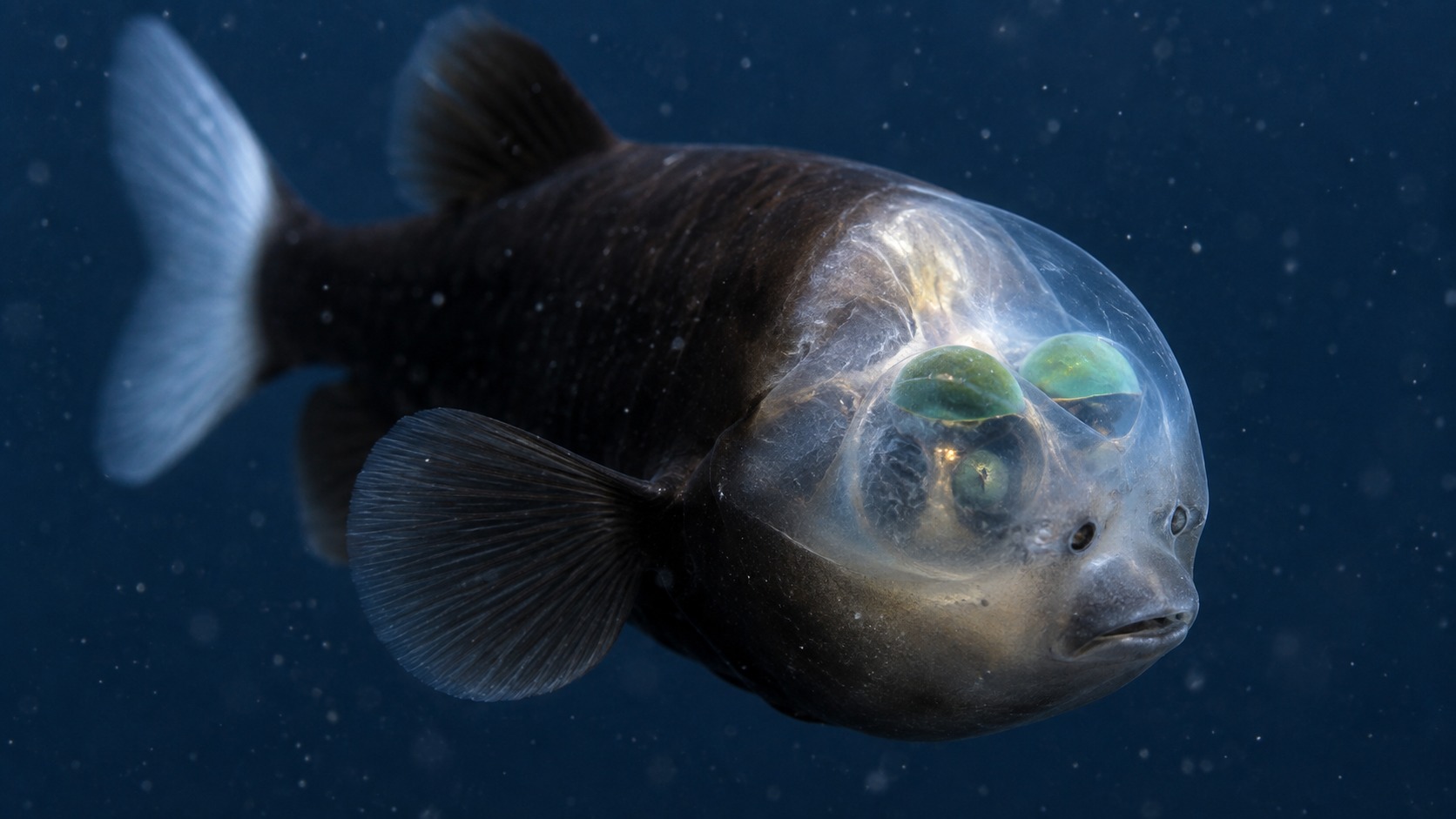 Generated body 1 image of Barreleye Fish in a natural aquatic setting