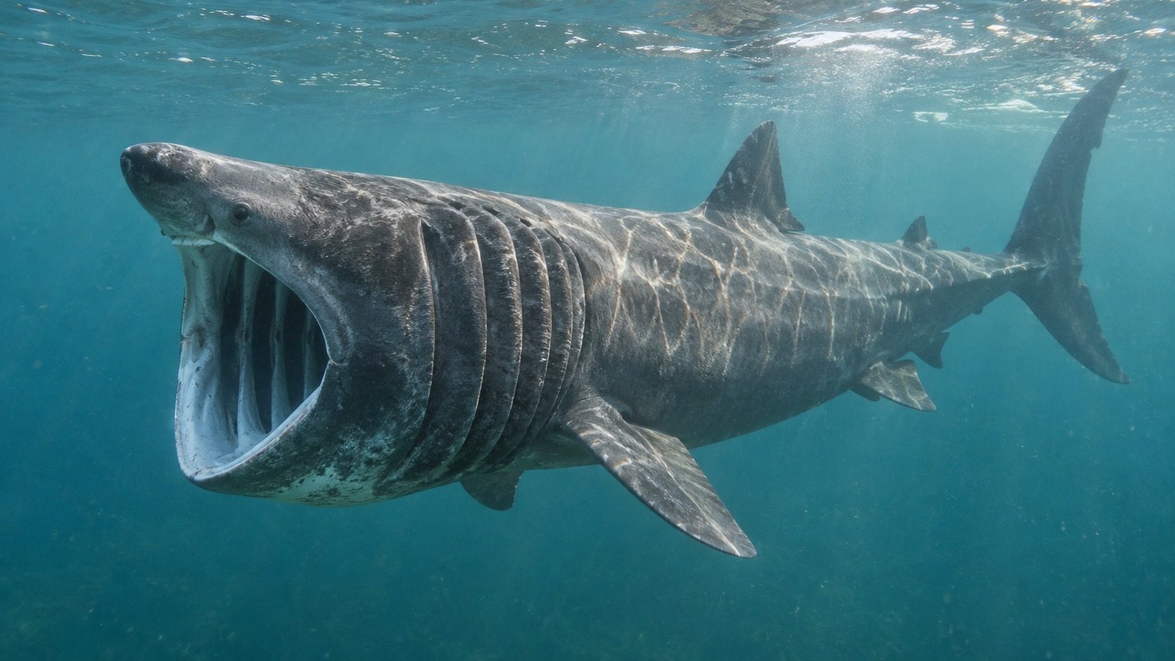 Generated featured hero image of Basking Shark in a natural aquatic setting