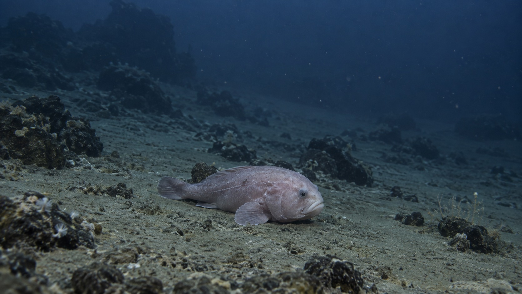 Generated body 1 image of Blobfish in a natural aquatic setting
