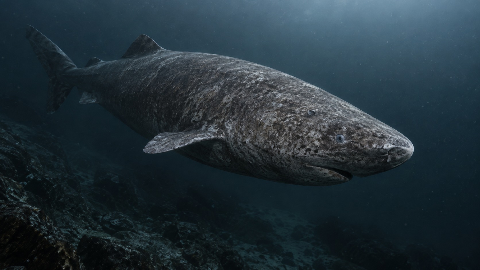 Generated featured hero image of Greenland Shark in a natural aquatic setting
