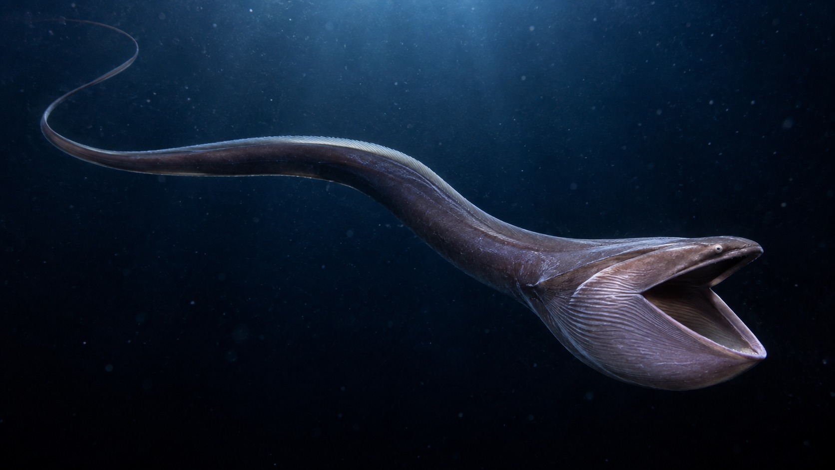 Generated featured hero image of Gulper Eel in a natural aquatic setting