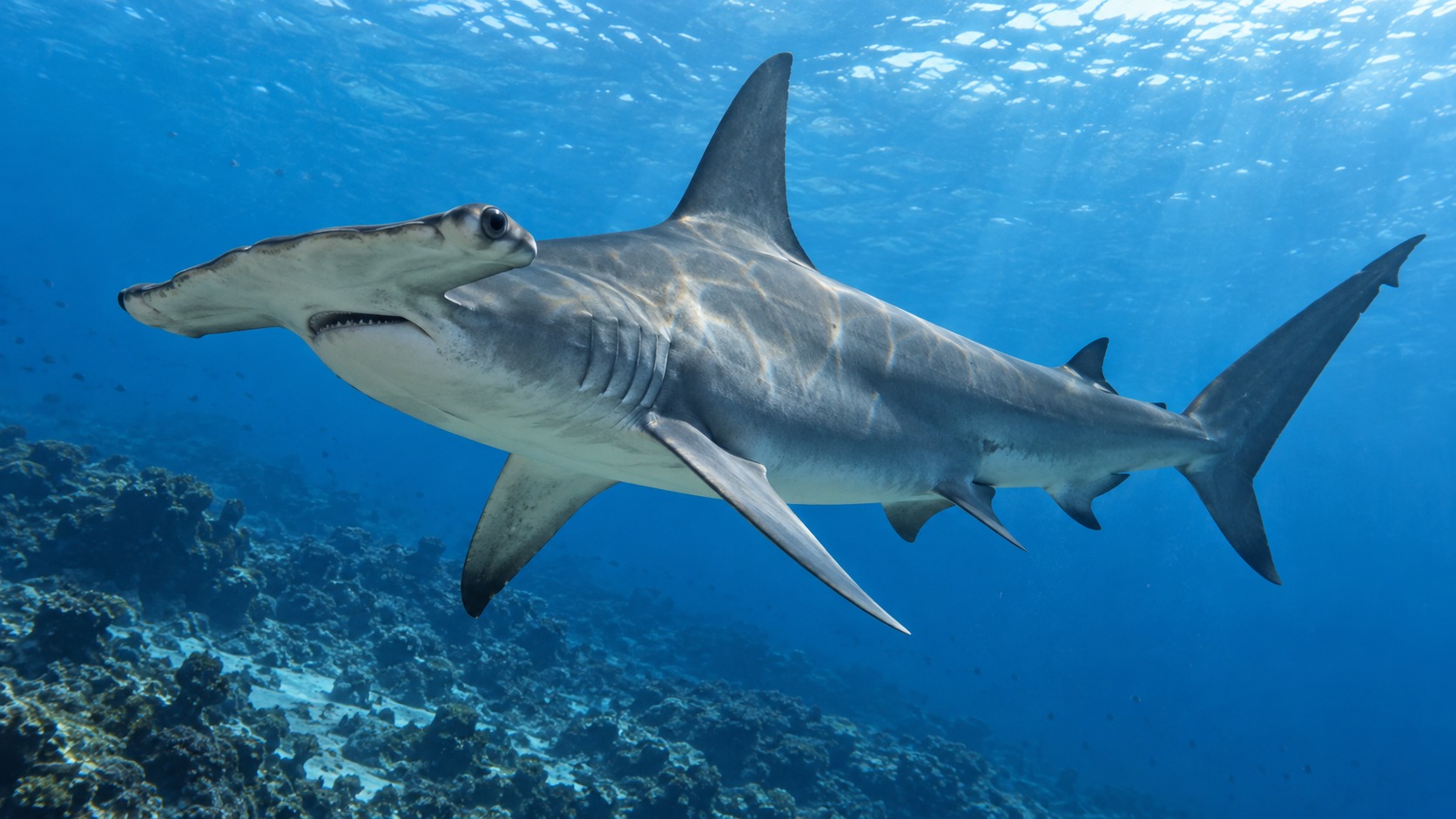 Generated featured hero image of Hammerhead Shark in a natural aquatic setting