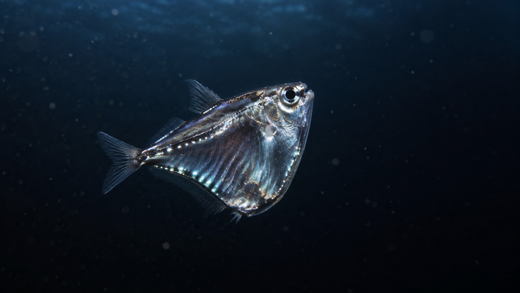 Generated featured hero image of Hatchetfish in a natural aquatic setting
