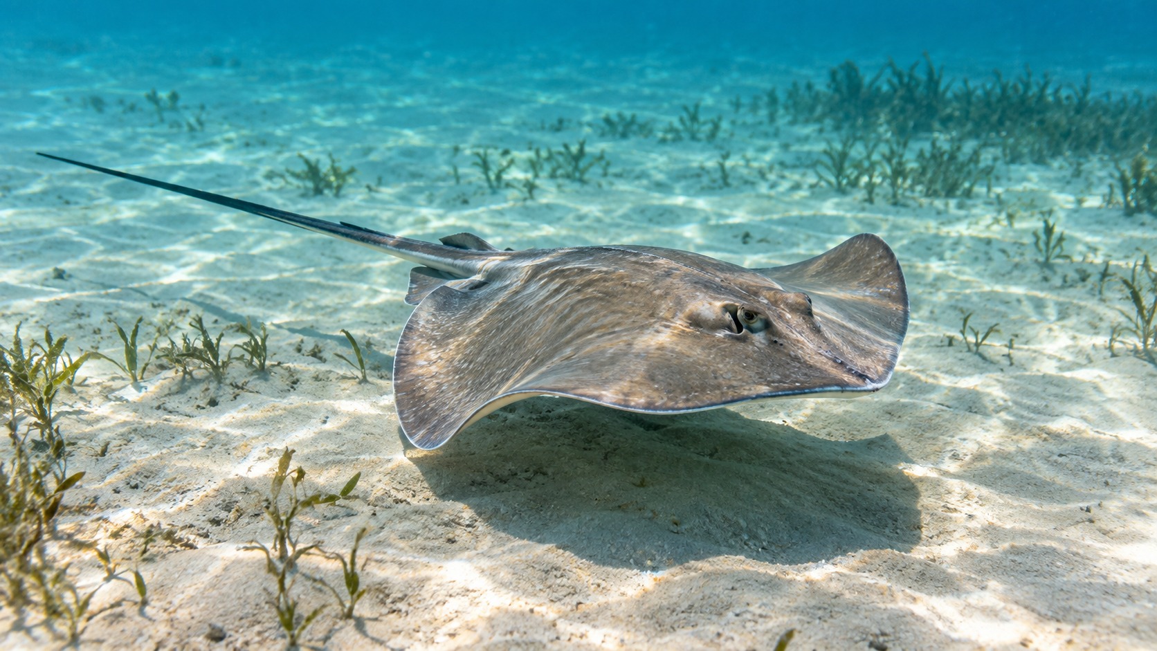 Generated featured hero image of Rays and Skates in a natural aquatic setting
